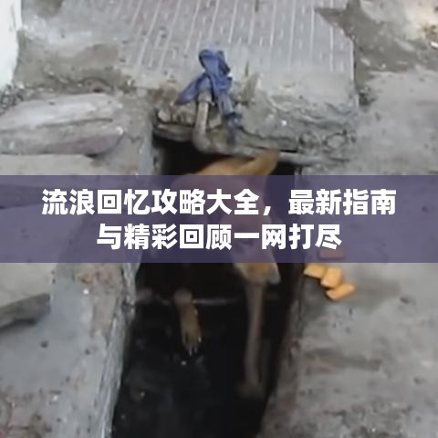 流浪回忆攻略大全，最新指南与精彩回顾一网打尽