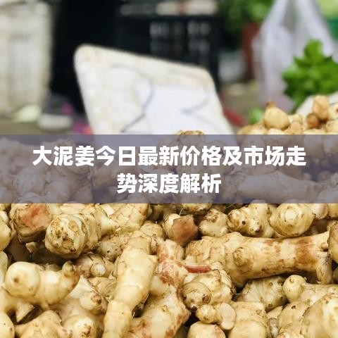 大泥姜今日最新价格及市场走势深度解析