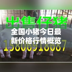 全国小猪今日最新价格行情概览