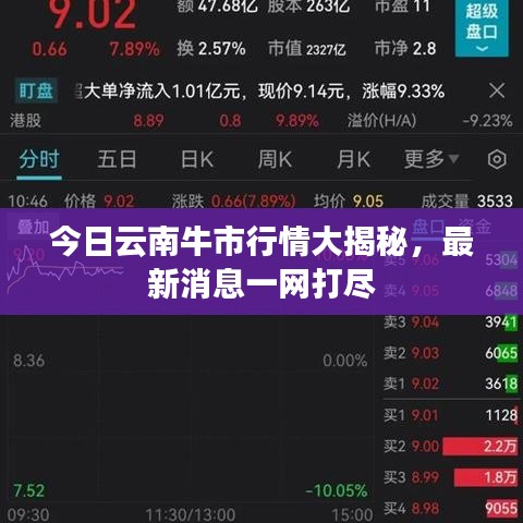 今日云南牛市行情大揭秘，最新消息一网打尽