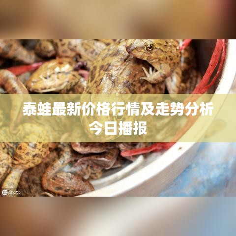 泰蛙最新价格行情及走势分析今日播报