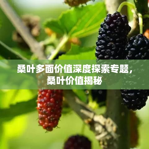 桑叶多面价值深度探索专题，桑叶价值揭秘