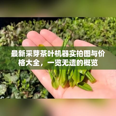 最新采芽茶叶机器实拍图与价格大全，一览无遗的概览