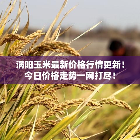 涡阳玉米最新价格行情更新！今日价格走势一网打尽！