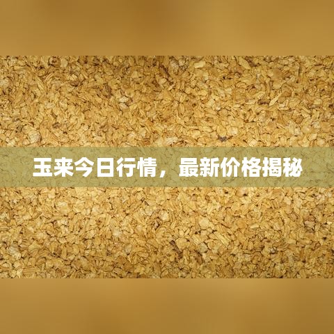 玉来今日行情，最新价格揭秘