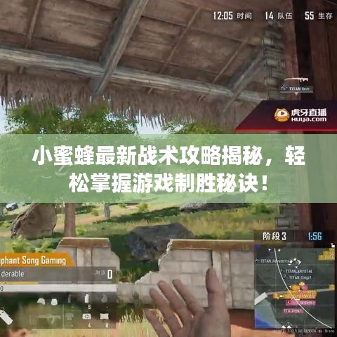 小蜜蜂最新战术攻略揭秘，轻松掌握游戏制胜秘诀！