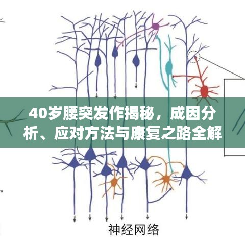 40岁腰突发作揭秘，成因分析、应对方法与康复之路全解析