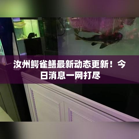 汝州鳄雀鳝最新动态更新！今日消息一网打尽