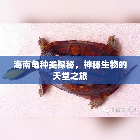海南龟种类探秘，神秘生物的天堂之旅
