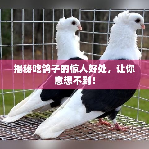 揭秘吃鸽子的惊人好处，让你意想不到！