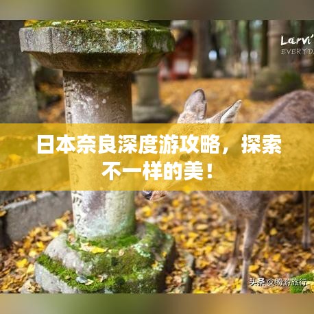 日本奈良深度游攻略，探索不一样的美！