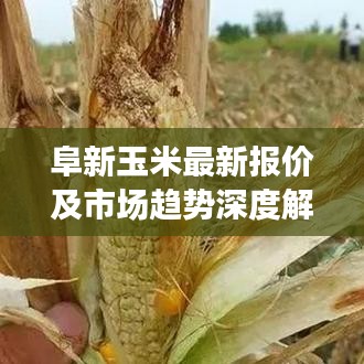阜新玉米最新报价及市场趋势深度解析