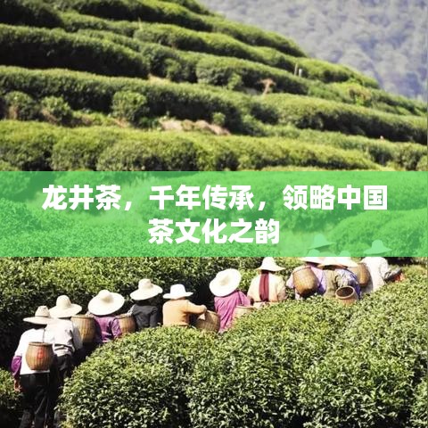 龙井茶，千年传承，领略中国茶文化之韵