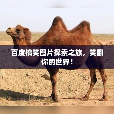 百度搞笑图片探索之旅，笑翻你的世界！