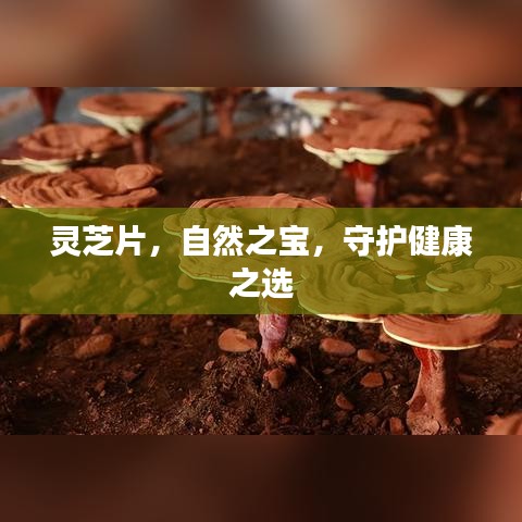 灵芝片，自然之宝，守护健康之选