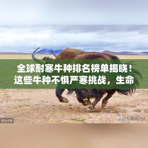 全球耐寒牛种排名榜单揭晓！这些牛种不惧严寒挑战，生命力惊人！