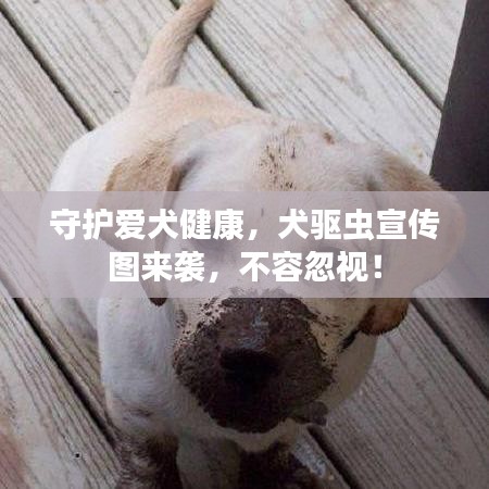 守护爱犬健康，犬驱虫宣传图来袭，不容忽视！