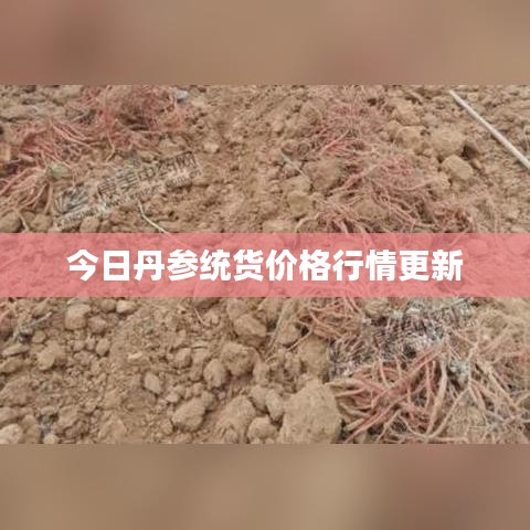 今日丹参统货价格行情更新