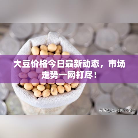 大豆价格今日最新动态，市场走势一网打尽！