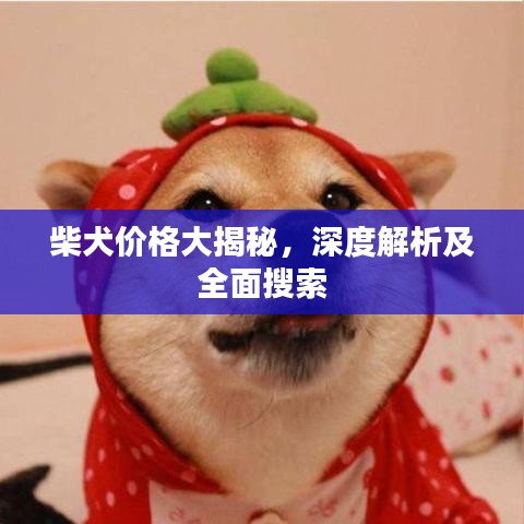 柴犬价格大揭秘，深度解析及全面搜索