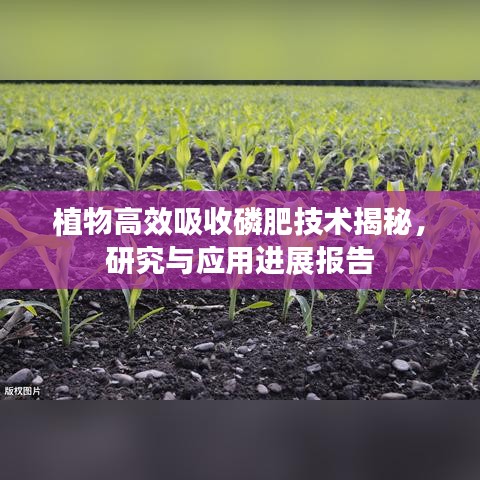 植物高效吸收磷肥技术揭秘，研究与应用进展报告