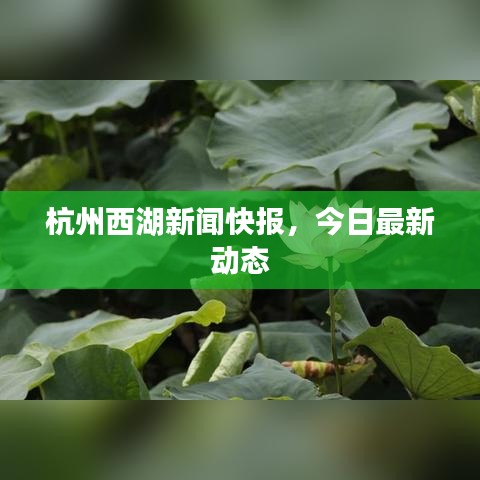 杭州西湖新闻快报，今日最新动态