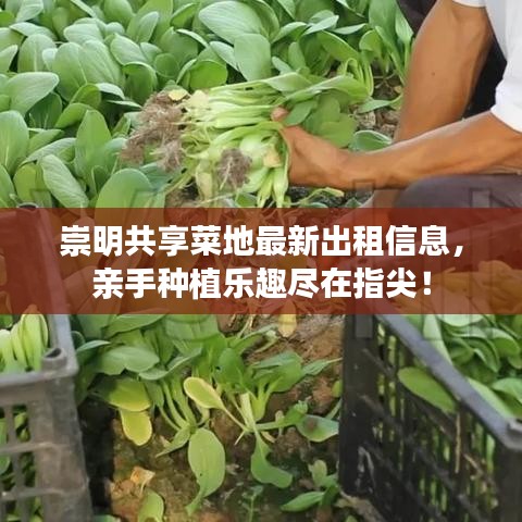 崇明共享菜地最新出租信息，亲手种植乐趣尽在指尖！