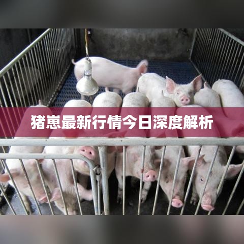 猪崽最新行情今日深度解析
