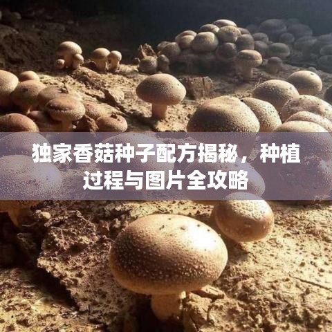 独家香菇种子配方揭秘，种植过程与图片全攻略