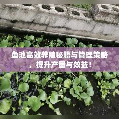鱼池高效养殖秘籍与管理策略，提升产量与效益！
