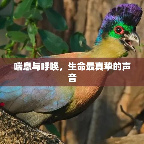 喘息与呼唤，生命最真挚的声音