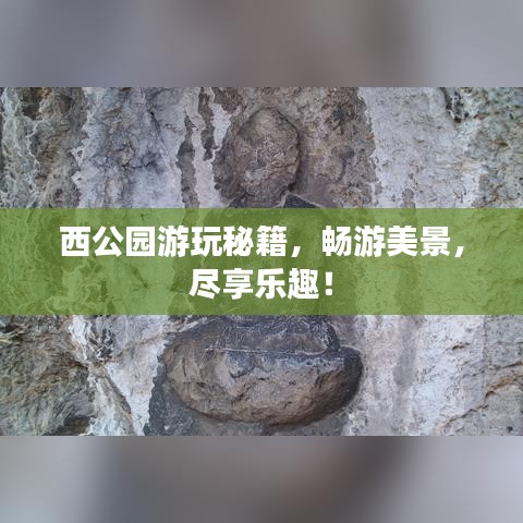 西公园游玩秘籍，畅游美景，尽享乐趣！