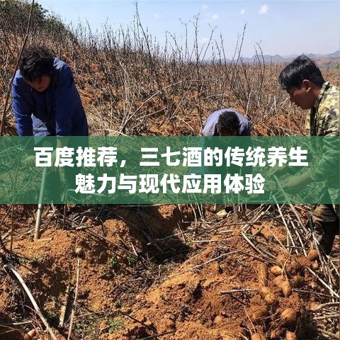 百度推荐，三七酒的传统养生魅力与现代应用体验