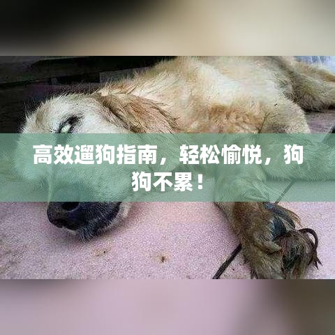 高效遛狗指南，轻松愉悦，狗狗不累！