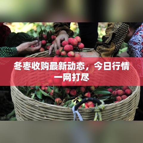 冬枣收购最新动态，今日行情一网打尽