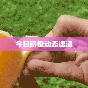 今日脐橙动态速递