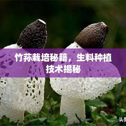 竹荪栽培秘籍，生料种植技术揭秘
