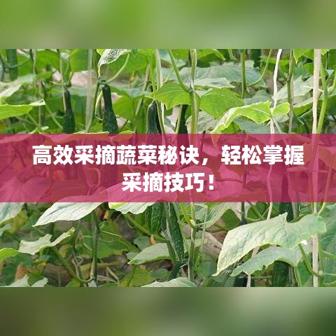 高效采摘蔬菜秘诀，轻松掌握采摘技巧！