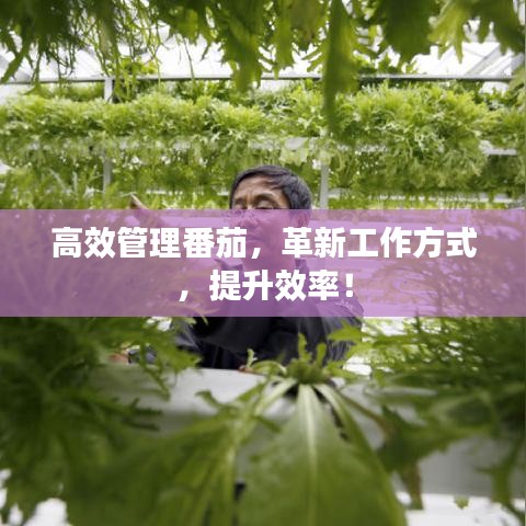 高效管理番茄，革新工作方式，提升效率！