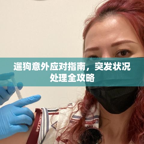 遛狗意外应对指南，突发状况处理全攻略