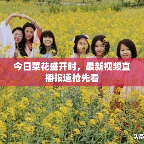 今日菜花盛开时，最新视频直播报道抢先看