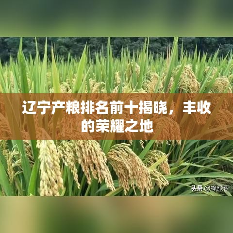 辽宁产粮排名前十揭晓，丰收的荣耀之地