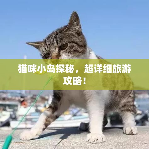 猫咪小岛探秘，超详细旅游攻略！