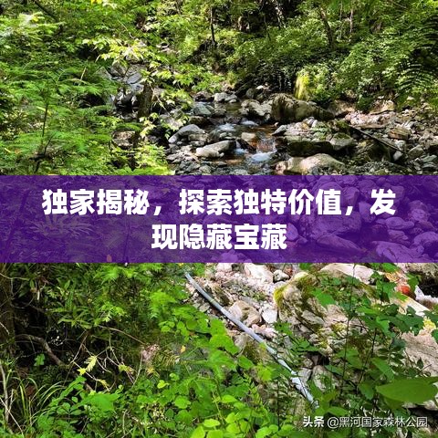 独家揭秘，探索独特价值，发现隐藏宝藏