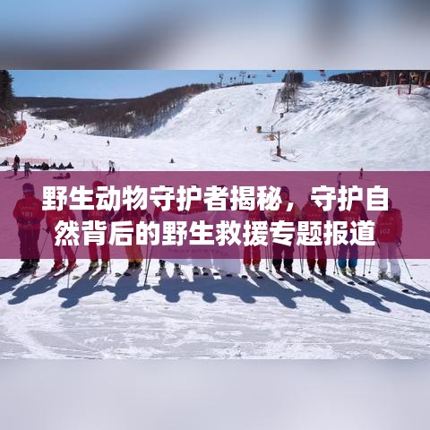野生动物守护者揭秘，守护自然背后的野生救援专题报道