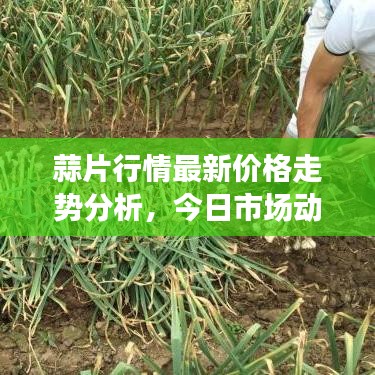 蒜片行情最新价格走势分析，今日市场动态一网打尽