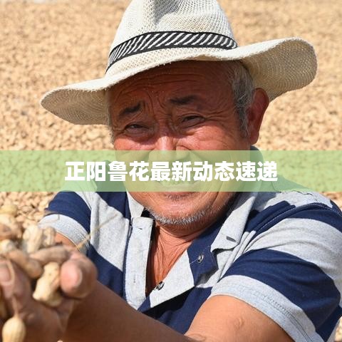 正阳鲁花最新动态速递